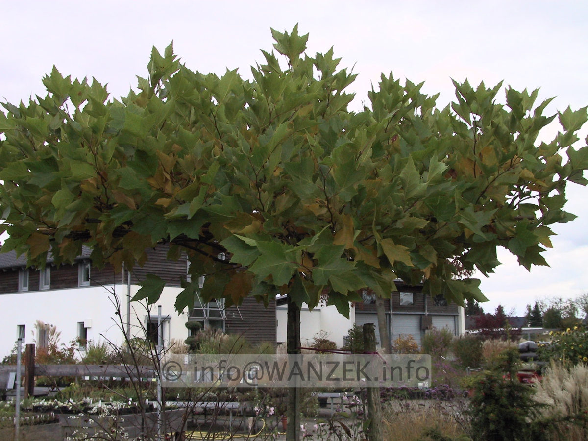 Platanus hispanica Alphen's Globe - dachfoermig4.JPG